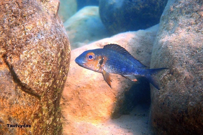Callochromis macrops 'Kipili'